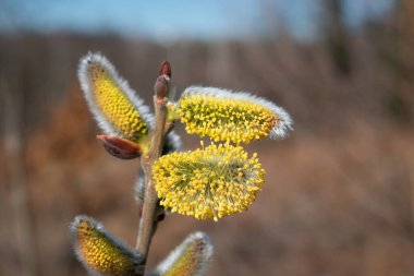 Baharın erken saatlerinde güneşli bir günde söğüt dalını olgun erkek kedi derileriyle kapat.