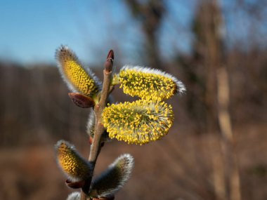 Baharın erken saatlerinde güneşli bir günde söğüt dalını olgun erkek kedi derileriyle kapat.