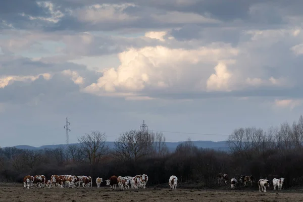 소떼가 뭉게구름을 헤치고 목초지를 — 스톡 사진