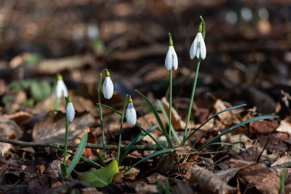 Group Spring Flowers Snowdrop Forest Environment First Sign Spring — Stock Photo, Image
