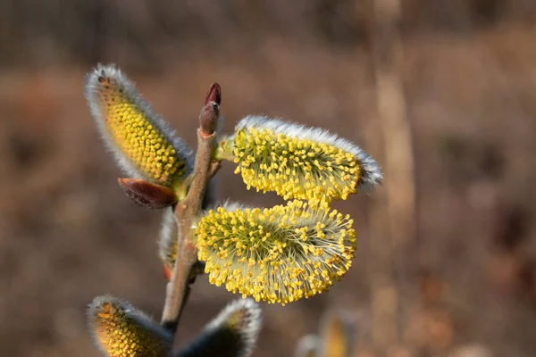 Baharın erken saatlerinde güneşli bir günde söğüt dalını olgun erkek kedi derileriyle kapat.
