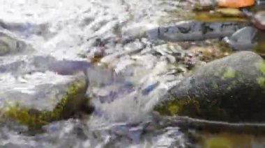 Taşlar arasında hızla akan dağ akıntısı