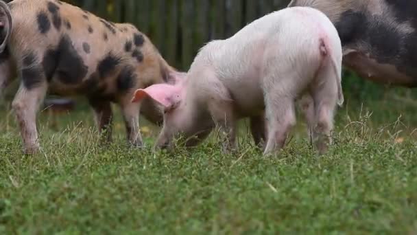 Rebanho Leitões Pastando Grama Quintal Fazenda Rural — Vídeo de Stock