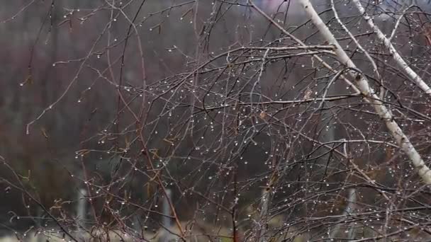 Kropelki Wody Wiszą Gałęziach Drzew Kołysząc Się Wietrze Deszczowy Dzień — Wideo stockowe