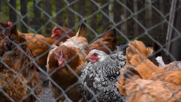 Gallina Con Plumas Blancas Negras Entre Rebaño Gallinas Gallinero Detrás — Vídeos de Stock