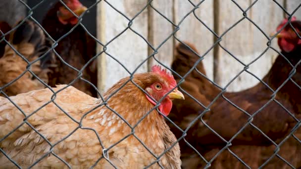 Csirke Ketrecben Néz Körül Drótkerítésen Keresztül Tenyészbaromfi Vidéken — Stock videók