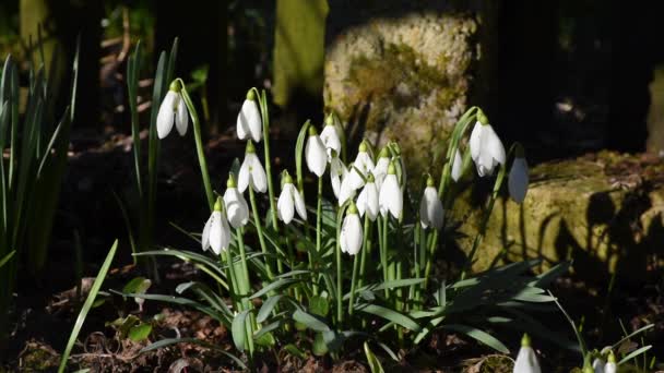 Groupe Fleurs Blanches Goutte Neige Dans Jardin Pendant Journée Ensoleillée — Video