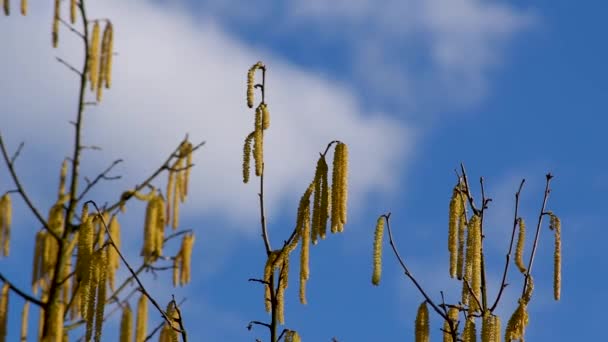 Hazel Erkek Çiçek Kadifeleri Güneşli Bahar Günlerinde Daldan Sarkan — Stok video