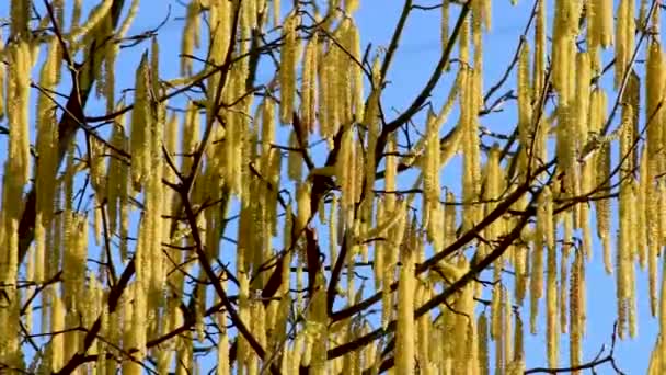 Avellana Flores Masculinas Colgantes Ramitas Durante Soleado Día Primavera Balancearse — Vídeos de Stock