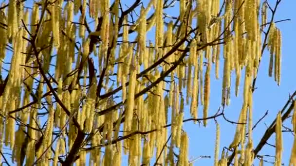 Haselmännchen Blühen Sonnigen Frühlingstagen Zweigen Und Wiegen Sich Wind — Stockvideo