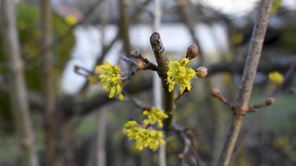 Seçici Odak Noktasında Bahar Günü Dalında Dogwood Sarı Çiçeği — Stok video