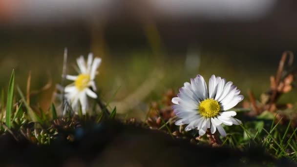 Μικρά Λευκά Λουλούδια Μαργαρίτα Κόκκινες Άκρες Τρέμει Στον Άνεμο Κατά — Αρχείο Βίντεο