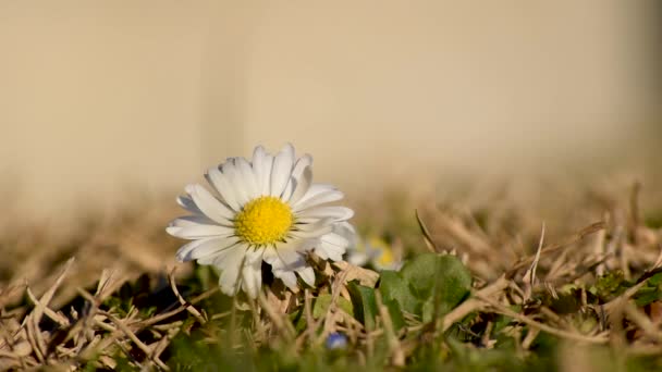 Close Macro Margarida Branca Luz Solar Noite Despertar Natureza Primavera — Vídeo de Stock