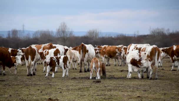 Stádo Krav Býků Telat Zadních Porostů Pastvinách Během Zataženého Zimního — Stock video