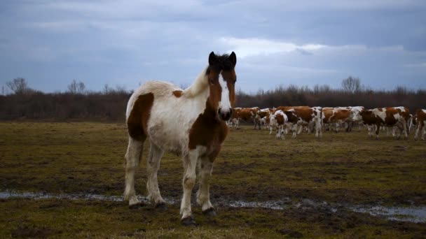 Jong Paard Veulen Veulen Staat Wei Kijkt Rond Tijdens Bewolkte — Stockvideo