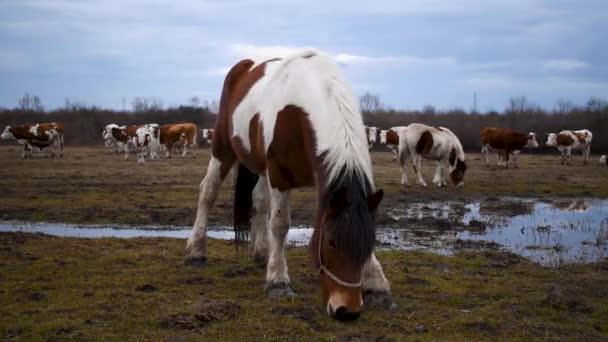 冬の曇りの日の間に牧草地で大人の馬草貧しい草を放牧し 無料の範囲の繁殖でカメラ 家畜の屋外に向かって歩いてください — ストック動画