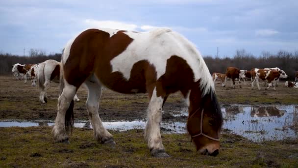 Ενηλίκων Αλόγου Φοράδας Βόσκουν Χόρτο Βοσκότοπους Κατά Αγέλης Αγελάδων Κατά — Αρχείο Βίντεο