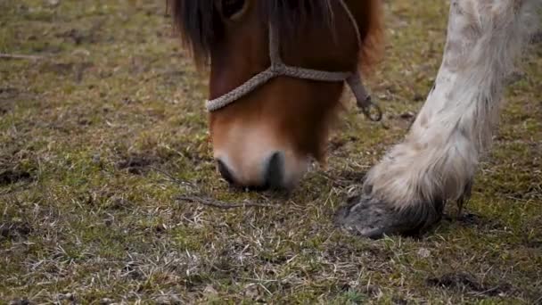 Sluiten Van Paardenkop Terwijl Grazen Arme Gras Hoeven Voorste Poot — Stockvideo