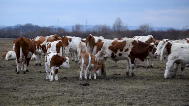 Bezerros Fica Frente Rebanho Vacas Pastagem Durante Dia Inverno Nublado — Vídeo de Stock