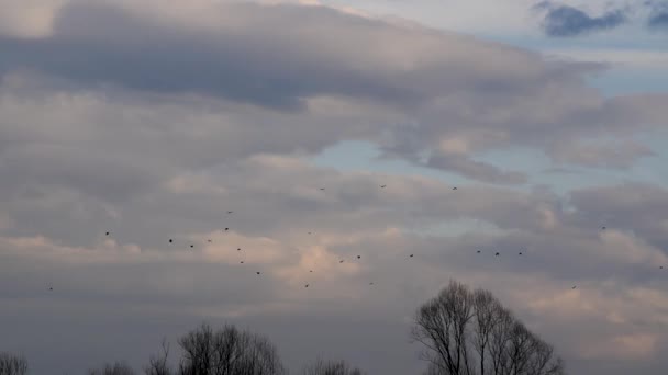 Flock Vilda Fåglar Flyger Luften Ovanför Trädkronorna Mot Molnig Himmel — Stockvideo