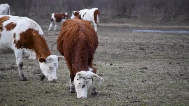Grama Pasto Vaca Pasto Pobre Temporada Inverno Alimentação Animais Fazenda — Vídeo de Stock
