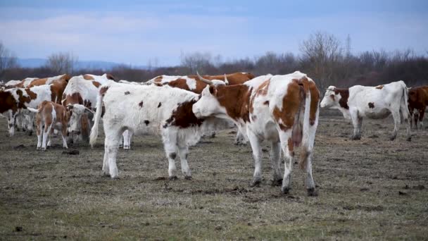 Vaca Lambe Cabelo Pescoço Touro Jovem Pasto Durante Dia Inverno — Vídeo de Stock