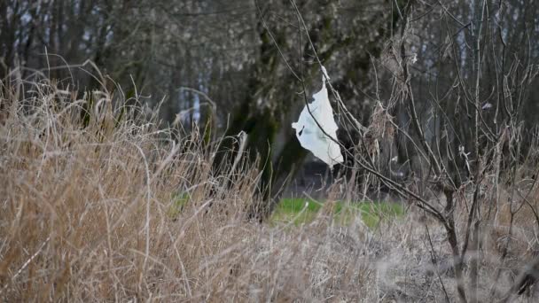 Plastiktüte Klebt Jungem Baum Und Weht Wind Problem Der Umweltverschmutzung — Stockvideo