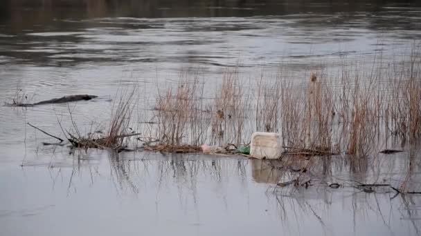 Plastbehållare Flyter Vatten Bland Vass Hushållens Plastavfall Miljöföroreningsproblem — Stockvideo