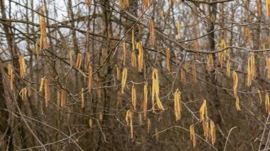 Erkek fındığı çiçeği olarak bilinen kedi derisi baharda dallardan sarkır.