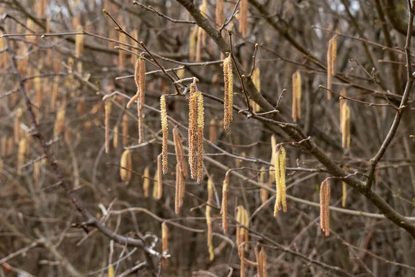 春天的时候 被称为 Catkin 的雄性金黄色花朵挂在树枝上 — 图库照片
