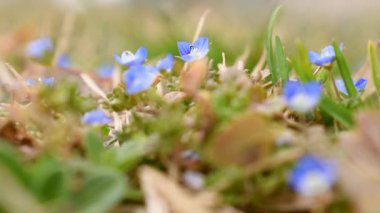 Bahçedeki küçük mavi çiçek Germander Speedwell veya Veronica chamaedrys bahar günü