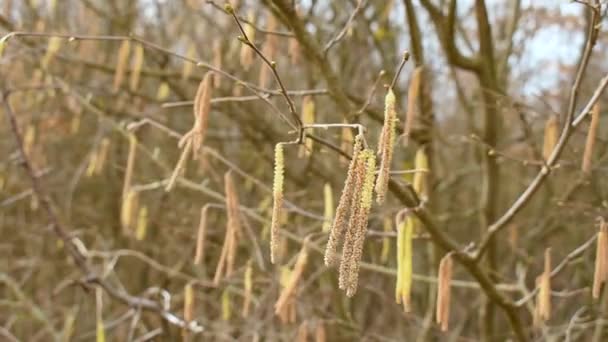 Hazel Ağacı Erkek Çiçekleri Bahar Günü Rüzgarda Sallanır — Stok video