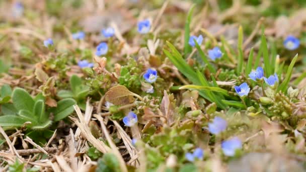 春の日の間 庭の小さな野生の青い花ジャーマン スピードウェルまたはヴェロニカ キャメデリーズ — ストック動画