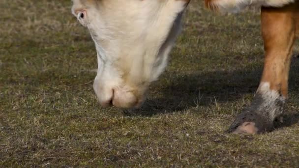 Zbliżenie Głowy Krowy Podczas Wypasu Trawy Pastwisku Słoneczny Dzień Część — Wideo stockowe