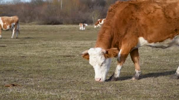 Dvoubarevné Oranžové Bílé Krávy Pasou Trávu Pastvinách Během Slunečného Jarního — Stock video
