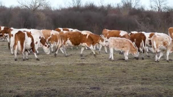 Vista Lateral Rebanho Vacas Caminhando Panela Pasto Animais Domésticos Vagando — Vídeo de Stock