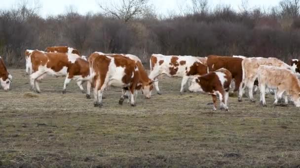 Vista Lateral Rebanho Vacas Caminhando Pastagens Animais Domésticos Vagando Campo — Vídeo de Stock