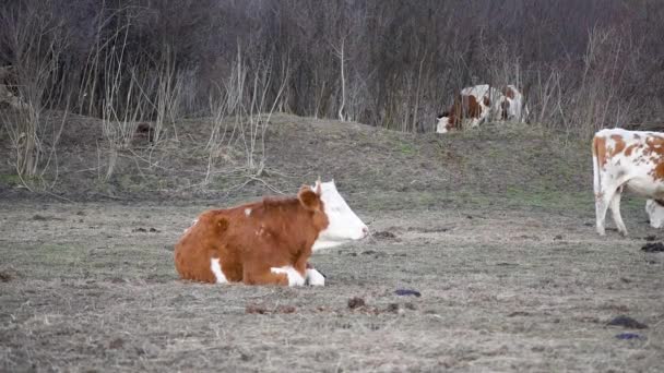 Vaca Única Que Descansa Grama Campo Mastigação Animal Chifre Doméstico — Vídeo de Stock
