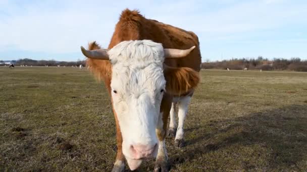 Fechar Vaca Pastagem Lamber Narinas Cabelos Com Língua Vida Gado — Vídeo de Stock