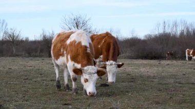 İki inek, yarı-profil görünümlü çayırlarda otluyor, turuncu ve beyaz saçlı iki renkli hayvan, serbest çiftlikte evcil sığır yetiştiriyor.