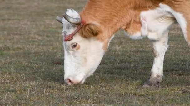 Cerrar Cabeza Vaca Perfil Con Cuernos Romos Punta Mientras Pastan — Vídeo de stock