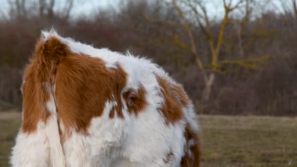 牛犊或小牛犊 长毛在风中 近视家养动物 — 图库视频影像