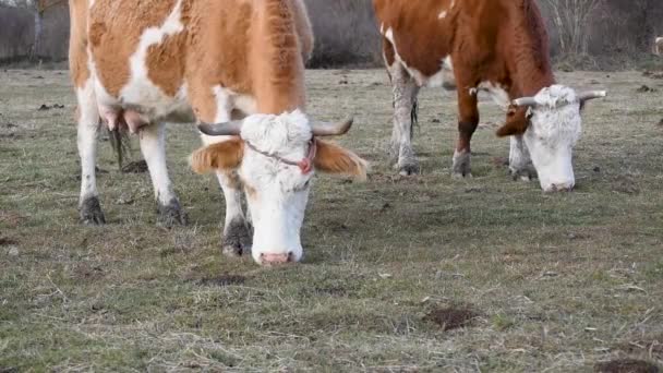 Close Duas Vacas Pastam Grama Pasto Vista Semi Perfil Animal — Vídeo de Stock