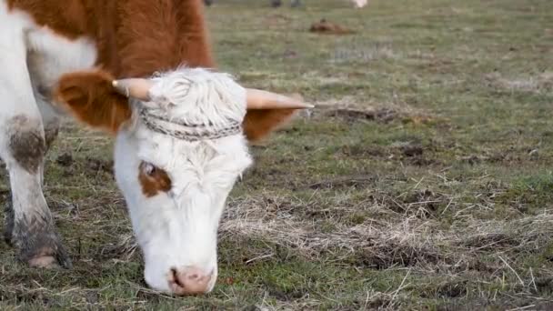 Zamknij Głowę Krowy Pół Profilu Biały Wypas Trawy Pastwisku Wiosną — Wideo stockowe