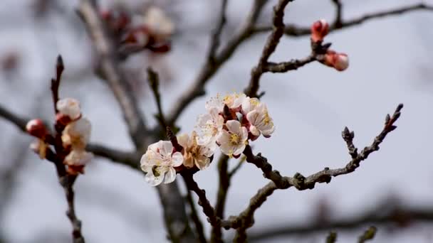ピンク色の花弁を持つアプリコットの木の小枝の終わり春の晴れた日に選択的な焦点で花 — ストック動画