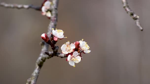 晴れた春の日の間に選択的な焦点で小枝にピンクがかったアプリコットの木の花を閉じます — ストック動画