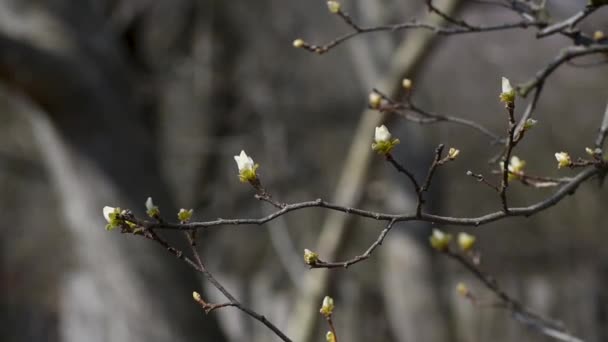 Detailní Záběr Mladých Zelených Listů Kvince Větvičky Jarním Období Kymácející — Stock video