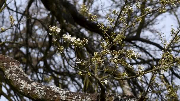 Ameixa Cereja Mirobalan Ameixa Prunus Cerasifera Flores Árvores Balançando Brisa — Vídeo de Stock