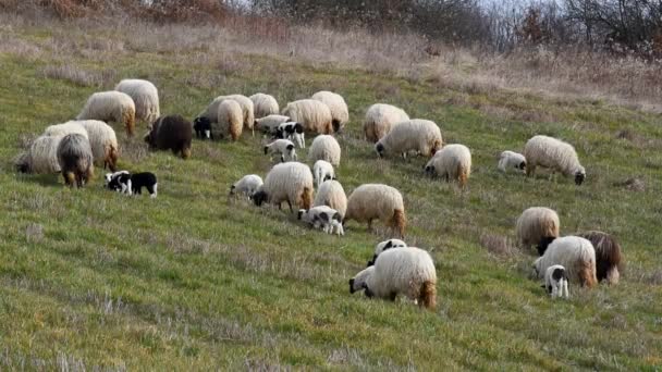 Rebaño Ovejas Con Corderos Pastando Ladera Cubierta Hierba Primavera Animales — Vídeos de Stock