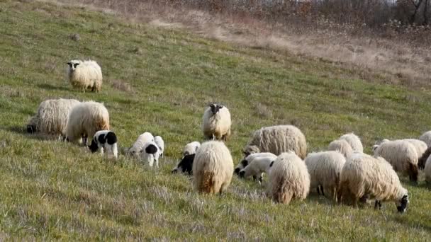 Rebaño Ovejas Con Corderos Pastando Ladera Cubierta Hierba Primavera Animales — Vídeos de Stock